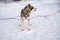 Husky dog in snow wonderland. Close-up portrait of a pretty woman in colourful clothing huging her husky dog in winter park