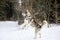 Husky dog is standing on its hind legs