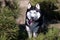 Husky dog is standing and showing tongue. Coniferous park forest, hunter, one hungry wild  wolf