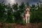 Husky dog standing on top of cliff with cloudy skies and trees in the background. Concept walking with Siberian husky in the rain.