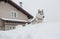 A husky dog on top of a pile of snow