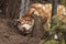 Husky dog tries to break out of the yard. Dig a hole under the wire fence and put out his head