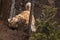 Husky dog tries to break out of the yard. Dig a hole under the wire fence and put out his head