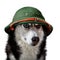 Husky dog in tropical ex-helmet.