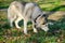 Husky dog on a walk in the Park sniffs the grass