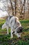 Husky dog on a walk in the Park sniffs the grass