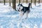 Husky dog in the wood in winter