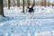 Husky dog in the wood in winter