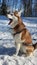 Husky dog yawns sitting on the snow