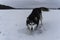 A husky dog â€‹â€‹hunts in a snowy field in winter