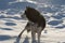 Husky dog â€‹â€‹in nature in winter among the snow in a field