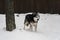 Husky dog â€‹â€‹in winter in a snowy forest