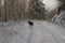 A husky dog â€‹â€‹looks back in the winter forest during the day