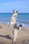 Husky dog â€‹â€‹stands on two legs on the sea shore