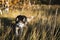 Husky dog â€‹â€‹with multi-colored eyes in the autumn forest