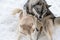 Husky dogs bark, bite and play in snow. Funny sled dogs winter play. Aggressive siberian husky grin