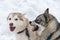 Husky dogs bark, bite and play in snow. Funny sled dogs winter play. Aggressive siberian husky grin