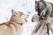 Husky dogs bark, bite and play in snow. Funny sled dogs winter play. Aggressive siberian husky grin