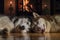 Husky dogs bask by the fireplace in cozy room