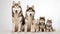 Husky dogs looking at the camera isolated on white background AI Generated Illustration