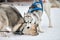 Husky dogs playing in snow