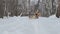 Husky Dogs Pulling Sled with Musher and Child