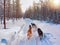 Husky Dogs on Sled in Rovaniemi in Finland