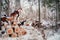 Husky dogs stands on logs in winter forest. Siberian husky is black and white and brown colors.