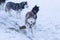 Husky dogs in a team ride people on a sleigh.Sled dogs in winter