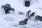 Husky dogs in a team ride people on a sleigh.Sled dogs in winter