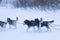 Husky dogs in a team ride people on a sleigh.Sled dogs in winter