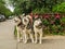 husky dogs three pieces playing in the yard