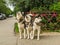 husky dogs three pieces playing in the yard