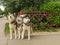 husky dogs three pieces playing in the yard