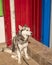 Husky domestic dog on a leash waiting for the owner on the street