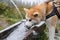 Husky drinks from cattle trough outdoors