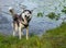 Husky emotions after swimming, wet husky on the beach in motion, jumping in splashes  the background of water