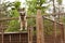 Husky farm. Dog sitting on the fence