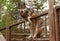 Husky farm. Dog sitting on the fence