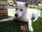 Husky in guard mode guarding his pig-ear