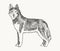 Husky hand drawn vector of a dog. Realistic sketch