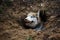 Husky in a hole