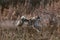 Husky hunting dog runs on dry grass