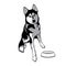 Husky. Husky sits near the plate. Dog vector illustration.