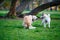 Husky and Labrador dogs fighting over a wooden stick in a summer