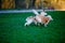 Husky and Labrador dogs frolic in a summer park