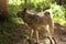 Husky laika dog walk free in summer green forest