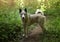 Husky laika dog walk free in summer green forest