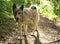 Husky laika dog walk free in summer green forest