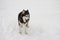 Husky licked the snow in winter, beautiful proud animal wild dog wolf snow great